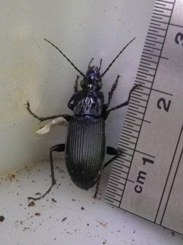 Pterostichus niger